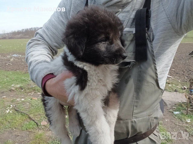 Каракачанско овчарско куче, снимка 4 - Каракачанска овчарка - 53652411