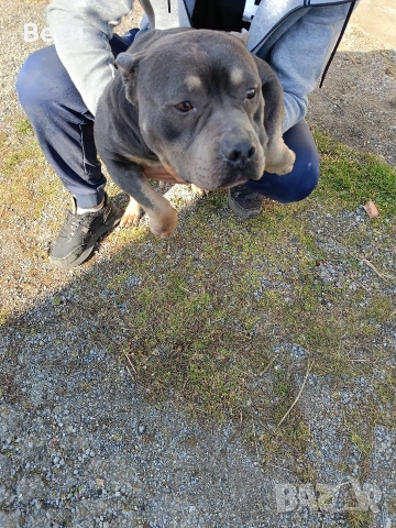 american bully pocket женско на 2 години, снимка 2 - Други - 53847171