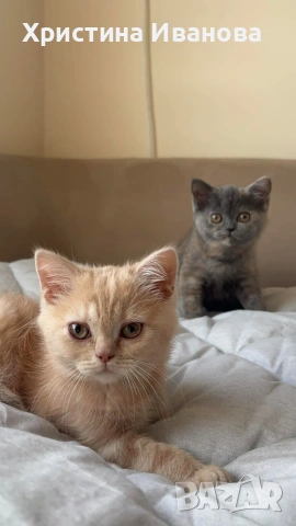 Британски котета , снимка 5 - Британска късокосместа - 53736554