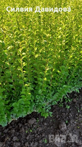 0.70лв. Лигуструм на гол корен, снимка 2 - Градински цветя и растения - 52189521