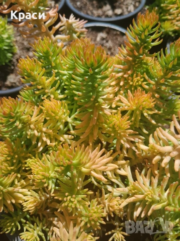 Седум анжелина, снимка 2 - Градински цветя и растения - 50422438