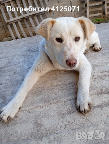 Подарявам бяло кученце, снимка 9 - Други - 53542153
