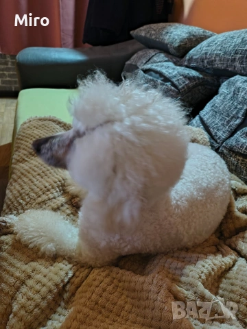 Мъжки среден пудел, снимка 4 - Пудели - 53442211