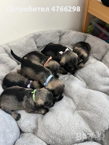 продаваме Цверг Шнауцери