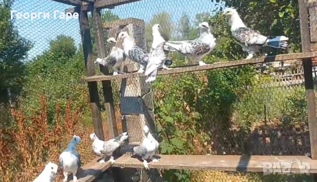 Ориенталски сатинети - класика, снимка 3 - Гълъби - 50937852