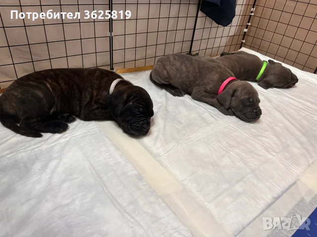 Кане Корсо - Cane Corso кученца, снимка 4 - Кане корсо - 55834113