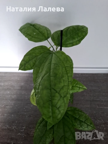 Клеродендрон Томпсън, Clerodendrum thomsoniae , снимка 2 - Стайни растения - 53294531