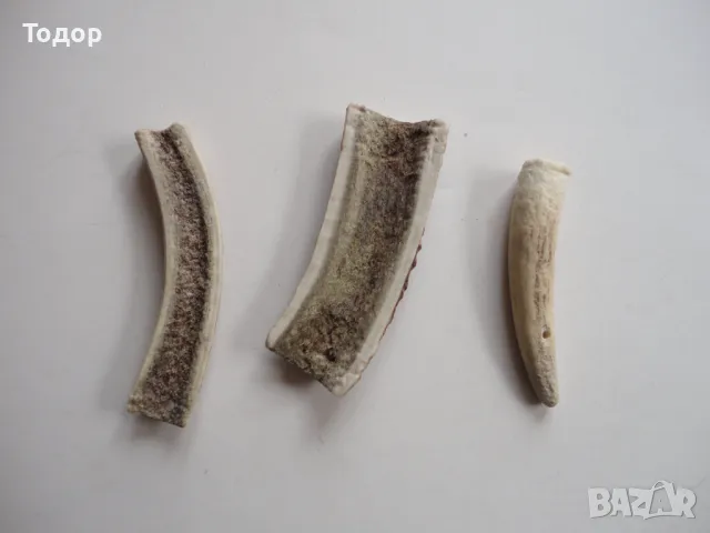 Рог рога 2, снимка 4 - Антикварни и старинни предмети - 50287884