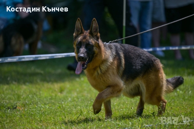 Немско овчарско куче, снимка 6 - Немска овчарка - 52859498