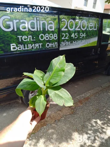 Банан, снимка 5 - Разсади - 49692230