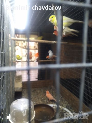 Продавам канари, снимка 6 - Канари - 41390002