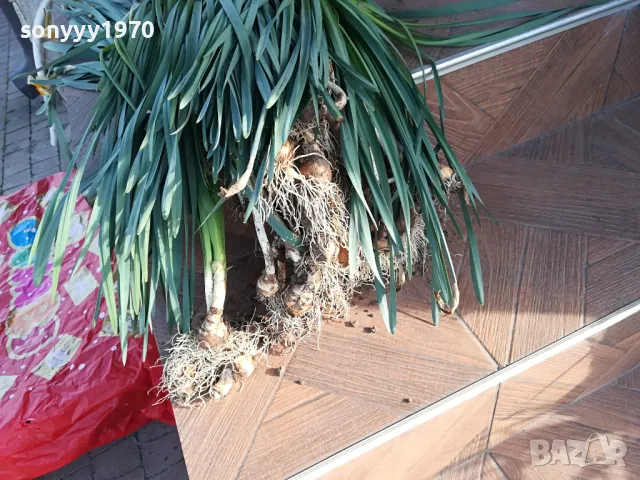 НАРЦИСИ-25ЛВ ЗА ЛОТ ОТ 25БР С ЛУКОВИЦИ 1104250533, снимка 13 - Градински цветя и растения - 49853468