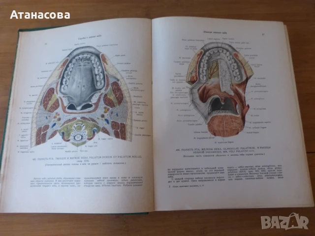 Атлас Анатомия на човека том 2 Синелников, снимка 3 - Енциклопедии, справочници - 50787735
