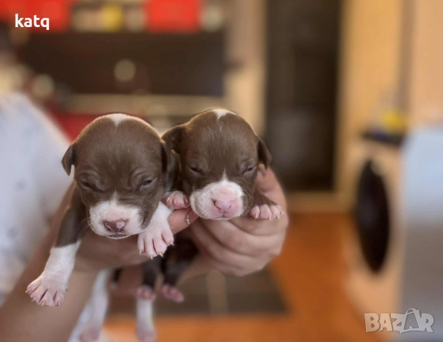 Питбулчета за продажба! 🐾 , снимка 6 - Питбул - 52518976