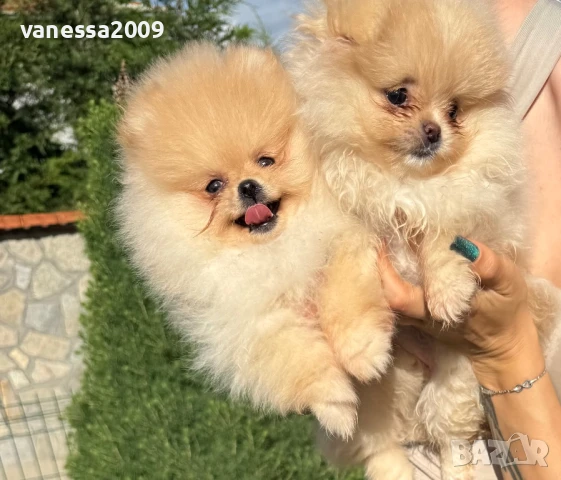 Померани , снимка 2 - Померан - 39236008