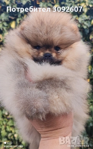 Померан момче, снимка 2 - Померан - 53697903