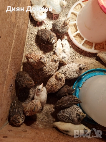 продавам пъдпъдъци и яйца , снимка 3 - други­ - 52617013