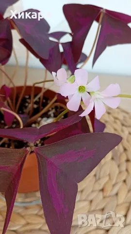 Оксалис Oxalis Triangularis , снимка 6 - Стайни растения - 55161287