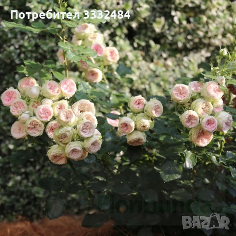 Роза 1, снимка 2 - Градински цветя и растения - 41777176