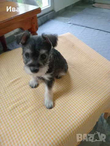 Кученца Цвергшнауцер , снимка 2 - Други - 50332021