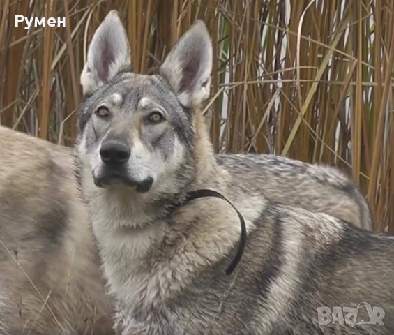 Черно вълче Чехословашки вълчак КАПАРИРАНО, снимка 2 - Други - 52115148