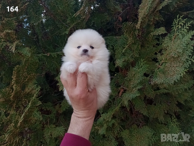 Померани. Реални снимки от 26.02.26 г. , снимка 8 - Померан - 53598305