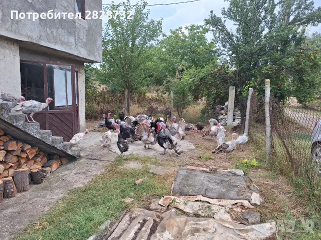 Продавам домашни пуяци  пуйки 