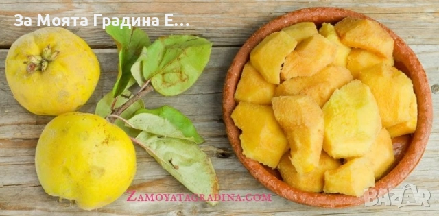 Дюля, снимка 3 - Градински цветя и растения - 53634190