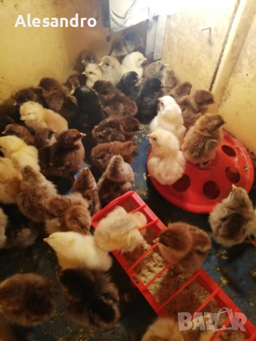 Пиленца общоползвателни , снимка 3 - Кокошки и пуйки - 53748451