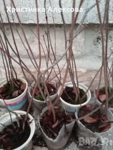 Фиданки арония, разсад, снимка 5 - Разсади - 34439825