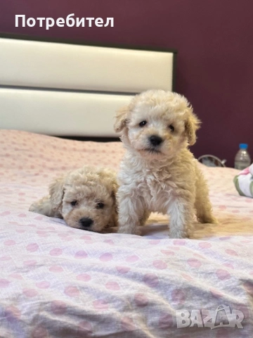 Той пудел , снимка 3 - Пудели - 53710039