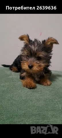 Мини йорки женско 2 месеца, снимка 7 - Йоркширски териер - 53147808