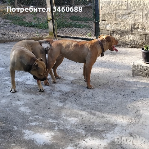 Prodavat se malki pit buli tova sa maikata i bahtata