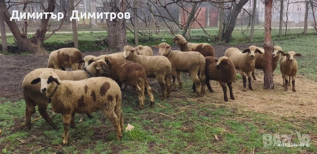 продавам агнета 