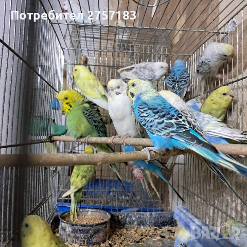 продавам вълнисти папагали 2026, снимка 3 - Папагали - 53766555