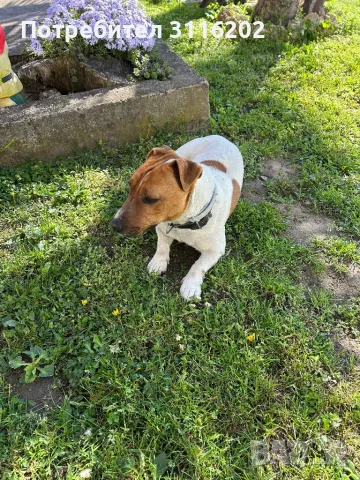 Джак ръсел, снимка 4 - Джак ръсел териер - 50152976