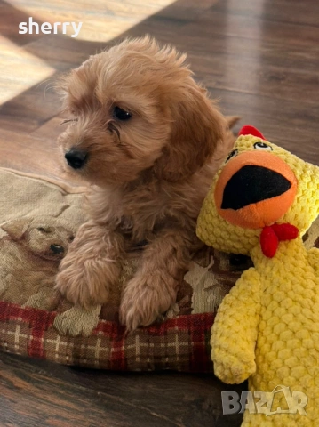 Американски кокерчета , снимка 2 - Кокер шпаньол - 53660560