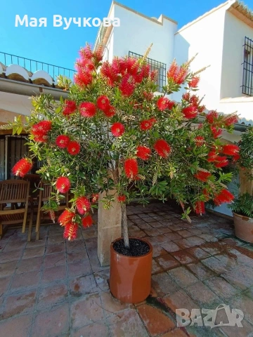 Калистемон дърво 