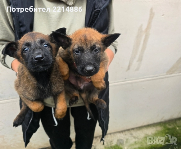Белгийски овчарки-Малиноа , снимка 5 - Други - 52341802