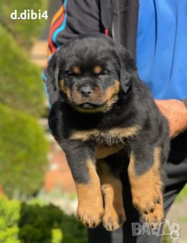 Ротвайлери , снимка 5 - Ротвайлер - 51151737