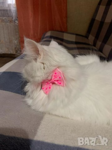 Каишка / Нашийник с панделка за малко куче и котка. Нашийникици за малки кучета и котки., снимка 12 - За кучета - 34353559