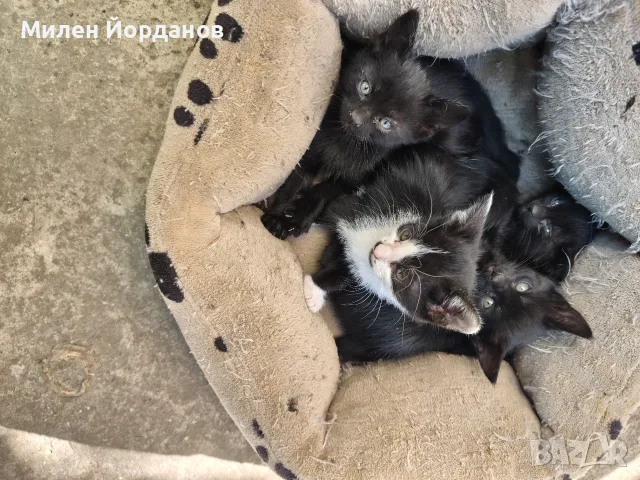 Котенца за осиновяване