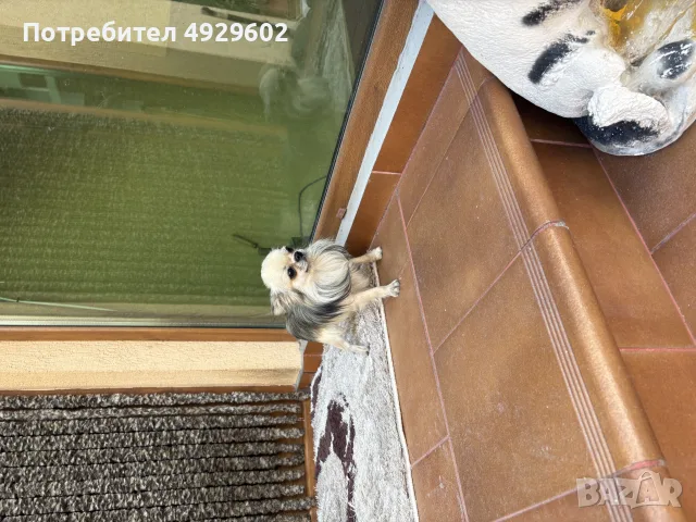 мъжко чихуахуа на 1 година, снимка 4 - Чихуахуа - 55800393