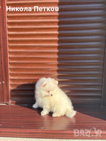 Померан , снимка 5 - Померан - 52845557