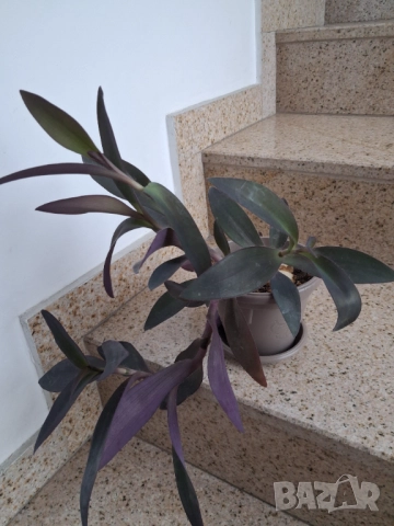 Традесканция 