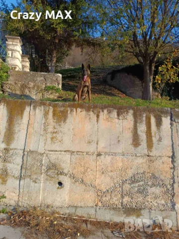 Белгийска овчарка Обучена , снимка 7 - Белгийска овчарка - 53162633