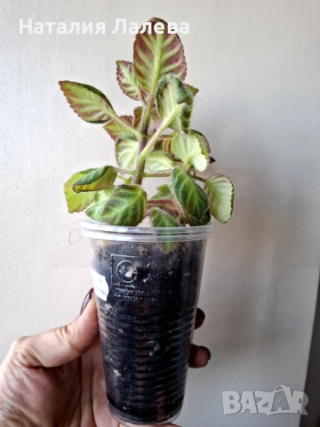 Глоксиния, gloxinia Lindeniana, снимка 2 - Стайни растения - 52328650