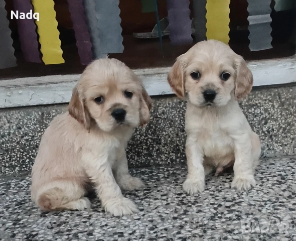 Кокер шпаньол 