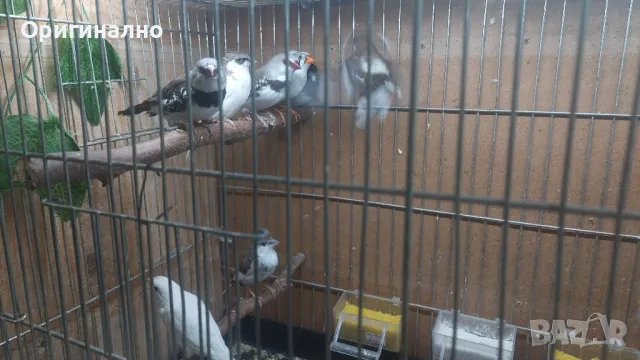  Диамантени, Зеброви и Японски  амадини, снимка 8 - Амадини - 48619977