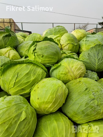 Зеле на едро Марло 0.30